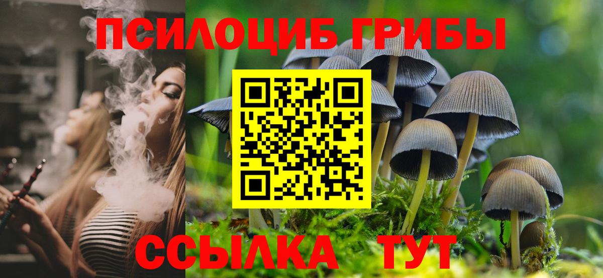 Псилоцибиновые грибы Psilocybine cubensis Среднеуральск